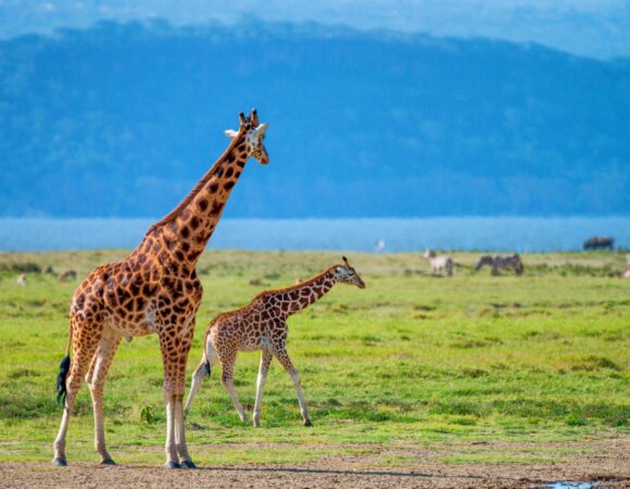 Best safari in Africa: 10 Stunning Destinations for 2026, 2027 & 2028 You Can’t Miss