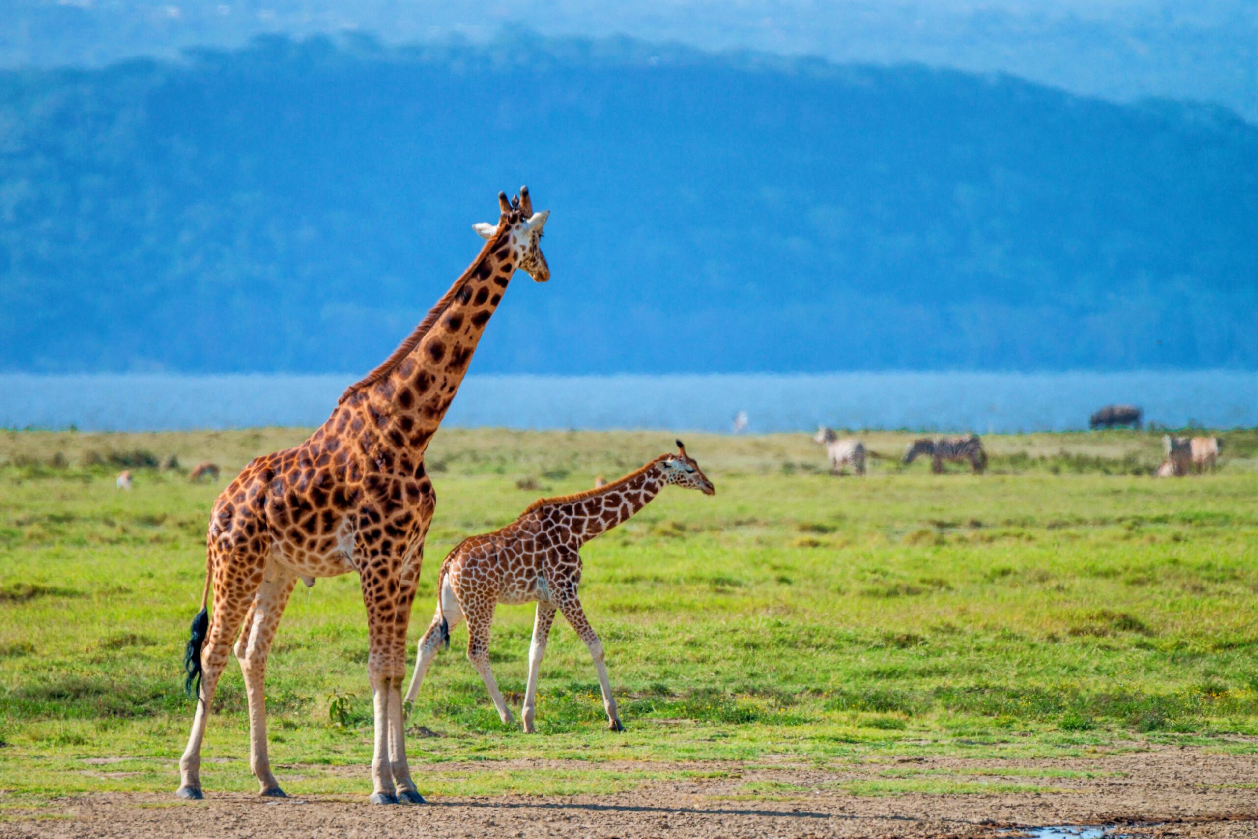 Best safari in Africa: 10 Stunning Destinations for 2026, 2027 & 2028 You Can’t Miss