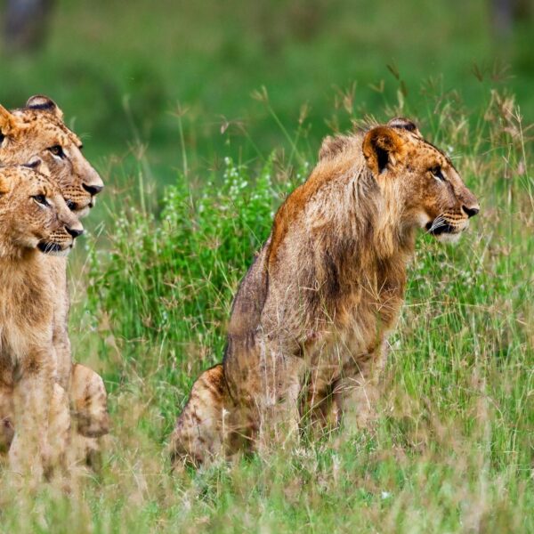 3 Days Serengeti Safari 2026, 2027, 2028 – The Ultimate Wildlife Adventure Experience