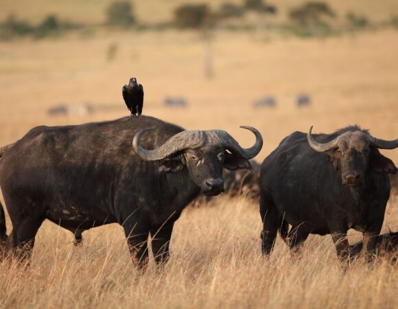 3 Days Serengeti Safari 2026, 2027, 2028 – The Ultimate Wildlife Adventure Experience