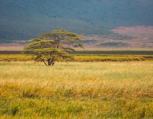 9 Days Northern Circuit Safari 2026, 2027, 2028 – Ultimate Tanzania Wildlife Adventure Package