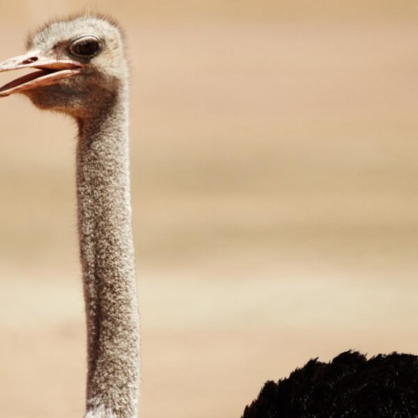 Safari animals in Africa: 17 iconic species and where to see them – Ultimate Wildlife Guide for Unforgettable Encounters
