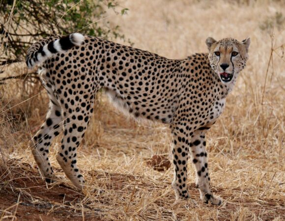 Luxury Tanzania Safari Deals: 7 Powerful Ways to Experience the Wild Without the Tourist Chaos 2026, 2027 and 2028