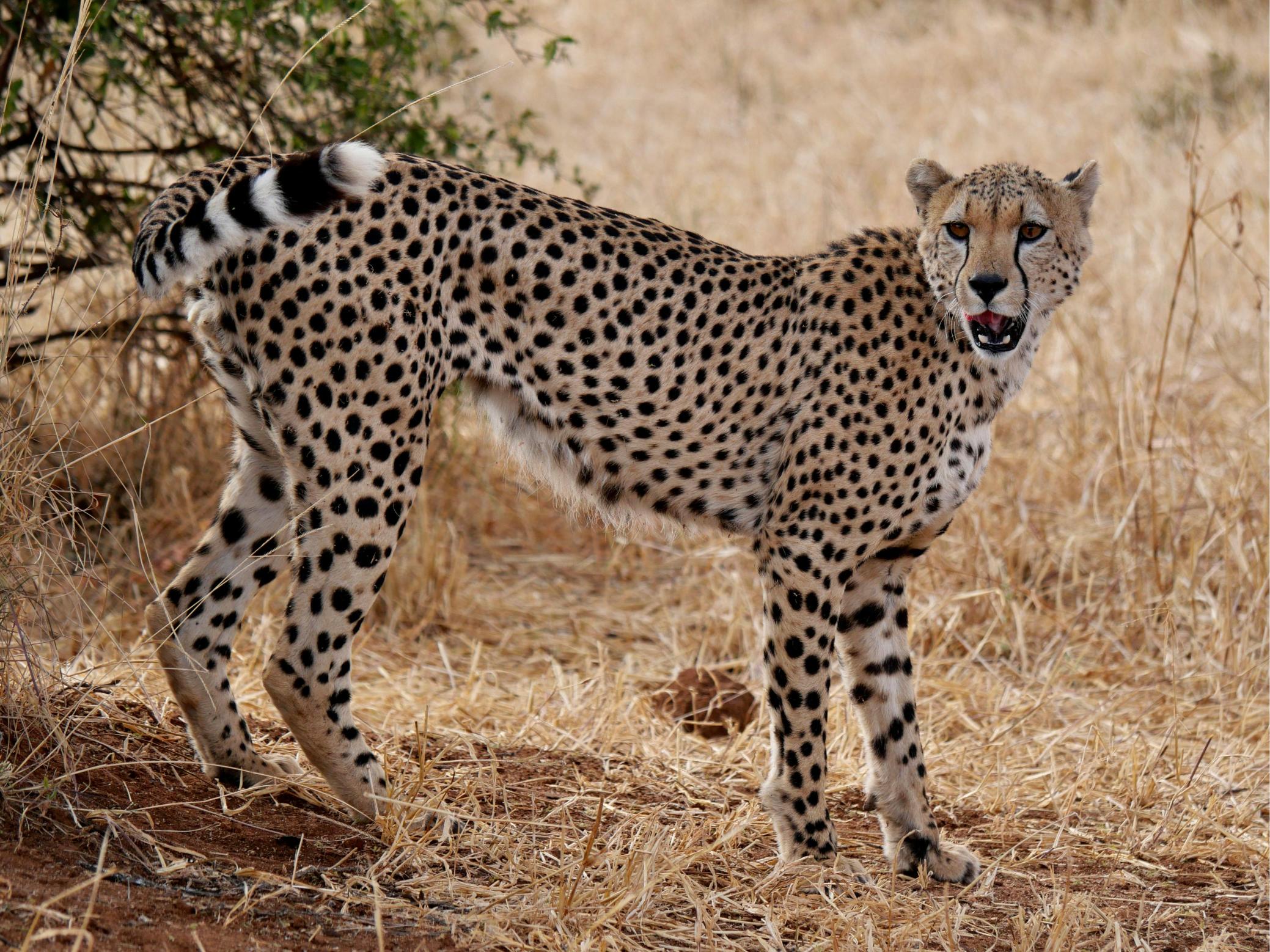 Luxury Tanzania Safari Deals: 7 Powerful Ways to Experience the Wild Without the Tourist Chaos 2026, 2027 and 2028