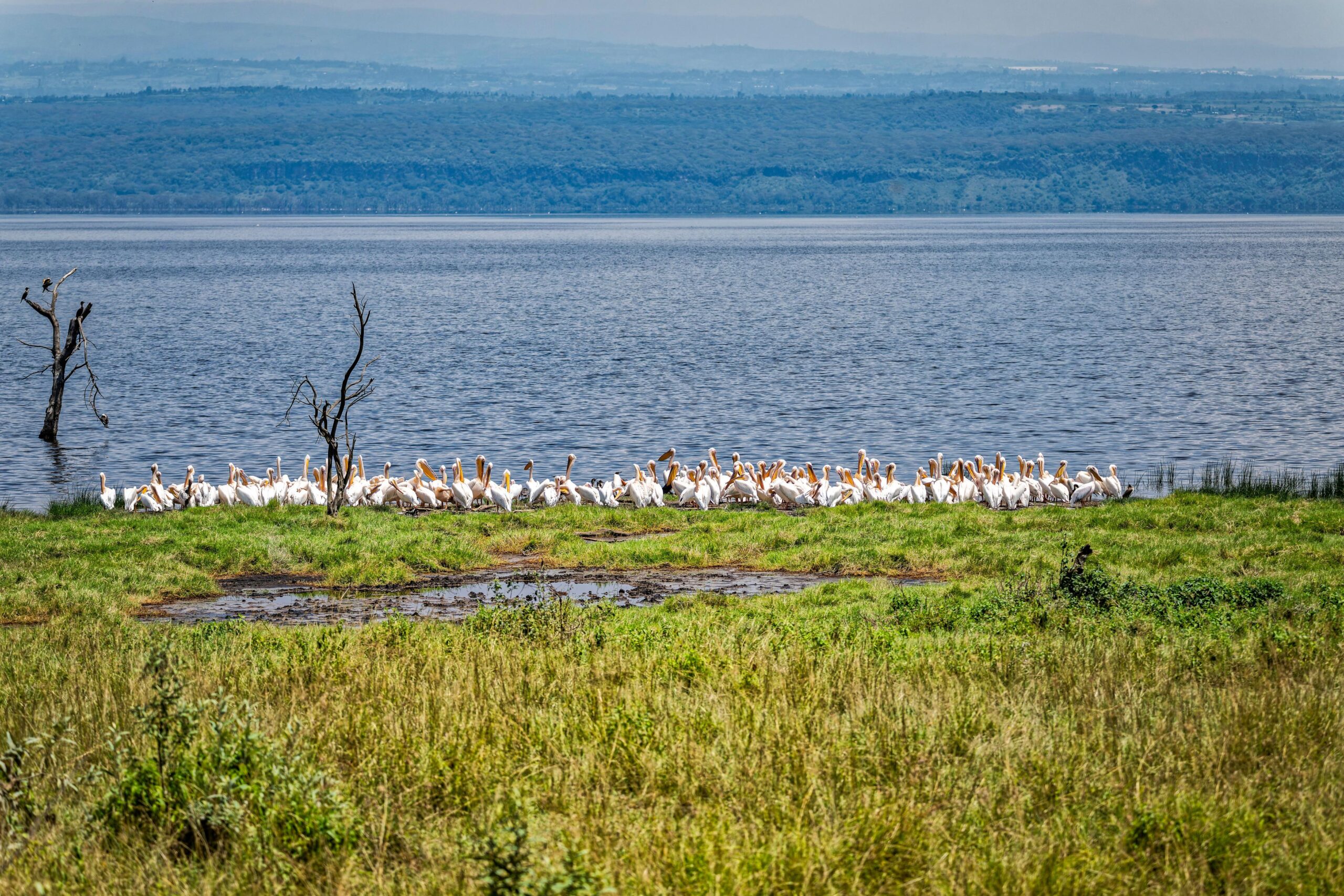 Getting a Tourist Visa for Tanzania 2026, 2027 and 2028 – 7 Powerful Tips for Easy Approval