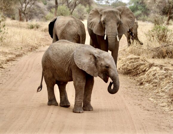 Escape the Crowds : Exclusive Tanzania Safari Packages Available Now 2026, 2027 and 2028 – 7 Luxury Deals You Can’t Miss