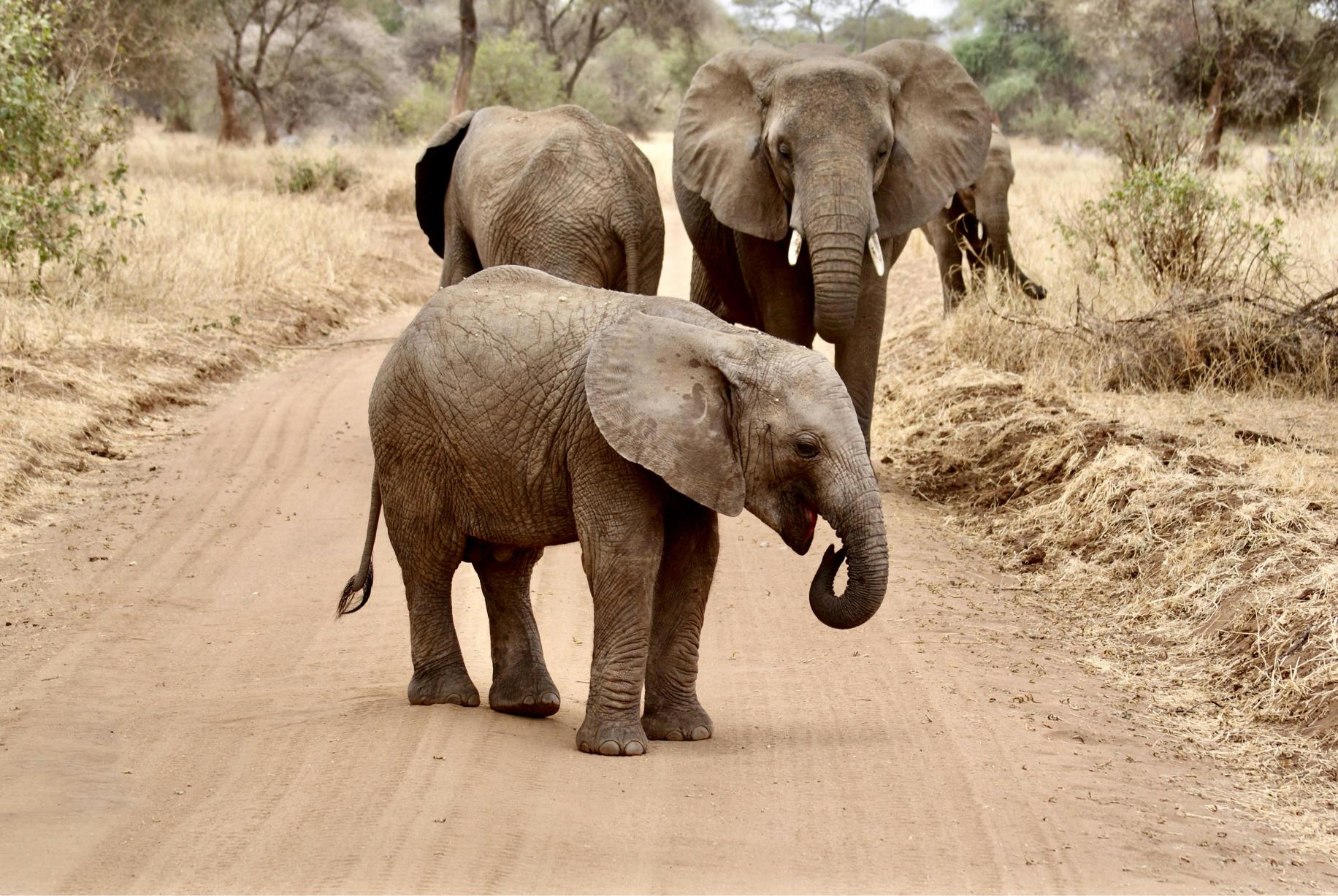 Escape the Crowds: Exclusive Tanzania Safari Packages Available Now 2026, 2027 and 2028 – 7 Luxury Deals You Can’t Miss