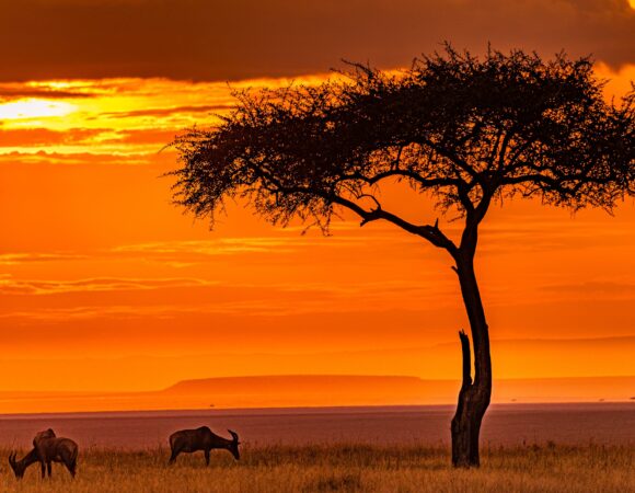 8 Days Tanzania Honeymoon Safari 2026,2027,2028 – Ultimate Romantic Wildlife Escape for Couples