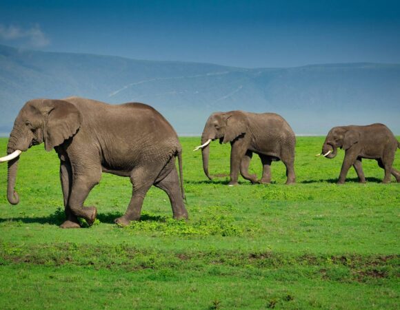 12 Facts about the Ngorongoro Crater 2026, 2027 and 2028 – Ultimate Powerful Guide to Africa’s Natural Wonder