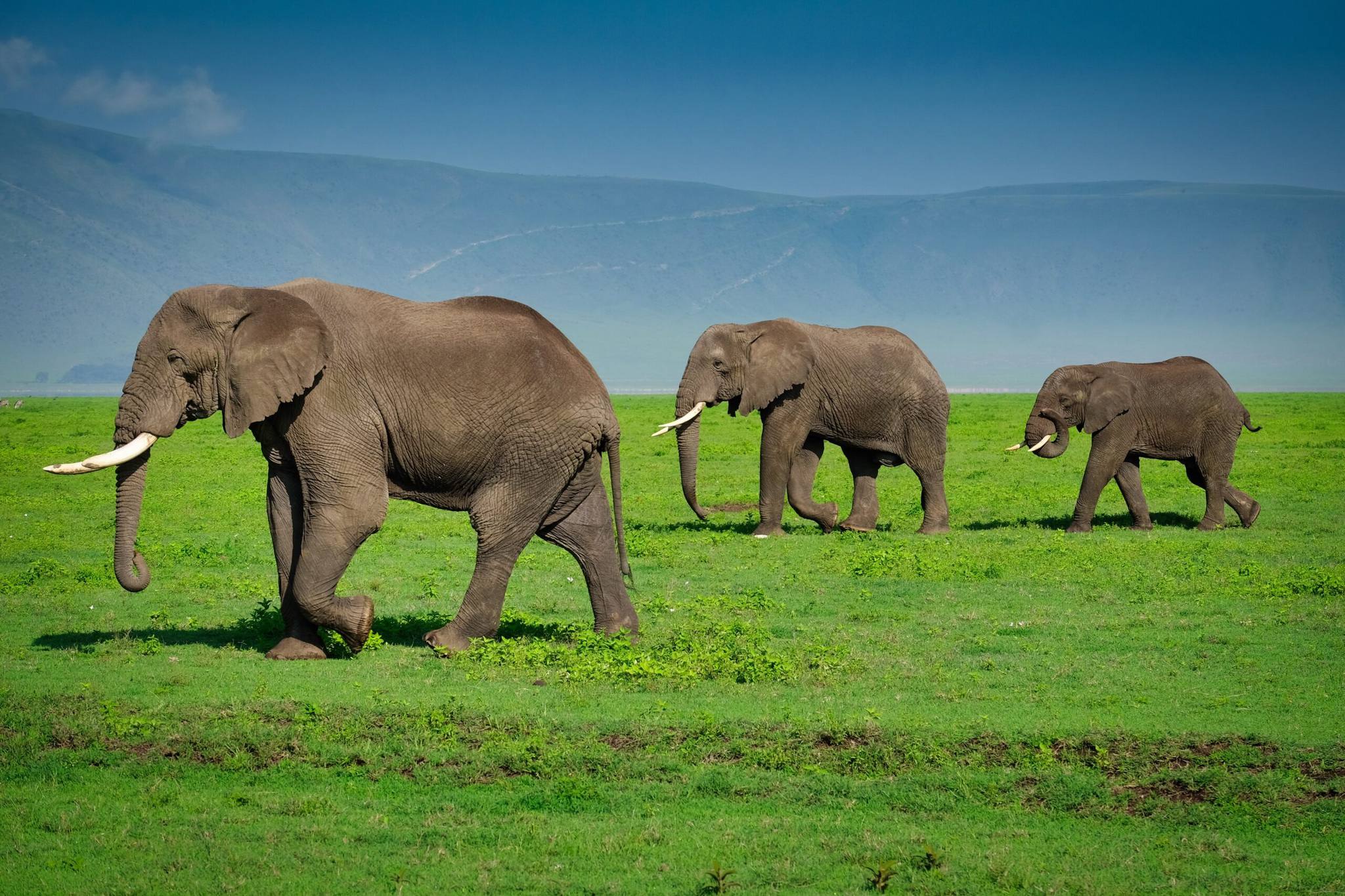 12 Facts about the Ngorongoro Crater 2026, 2027 and 2028 – Ultimate Powerful Guide to Africa’s Natural Wonder