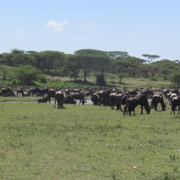 6 days Northern Serengeti Migration & Ngorongoro 2026,2027,2028