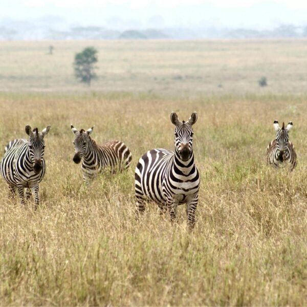 Planning a Safari in July? Here’s Where to Go 2026, 2027 & 2028 – 7 Powerful Destinations for an Unforgettable Experience