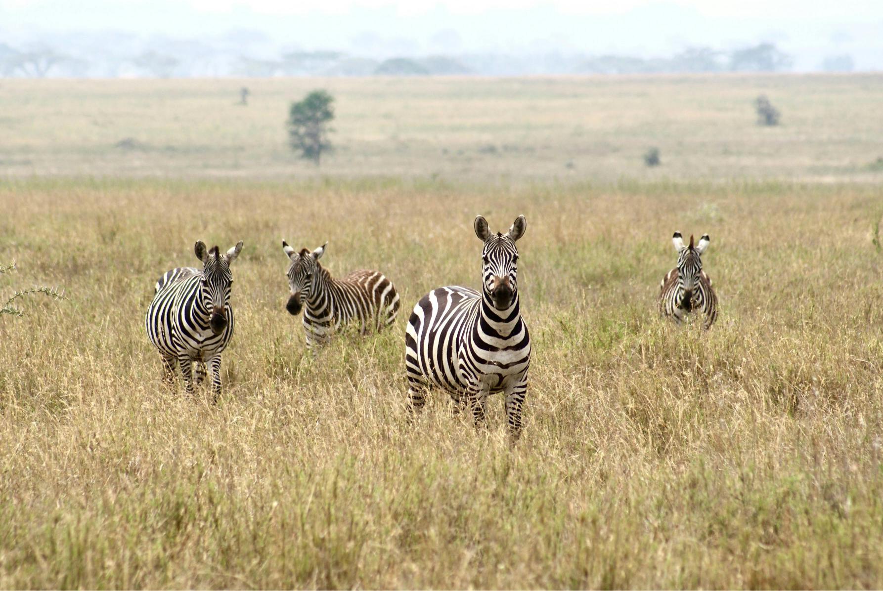 Planning a Safari in July? Here’s Where to Go 2026, 2027 & 2028 – 7 Powerful Destinations for an Unforgettable Experience