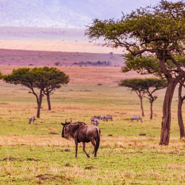Best 6 Days Serengeti Wildebeest Migration Safari in June 2026, 2027 & 2028