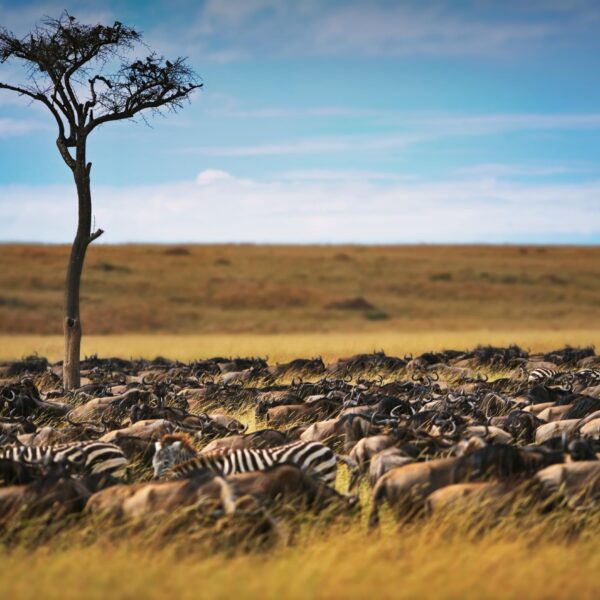 Best 6 Days Serengeti Wildebeest Migration Safari in June 2026, 2027 & 2028