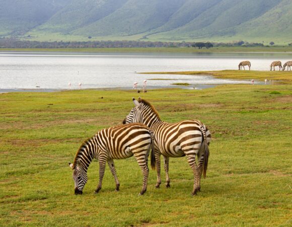 Planning a Safari in August? Here’s Where to Go – 7 Best Destinations for 2026, 2027 & 2028