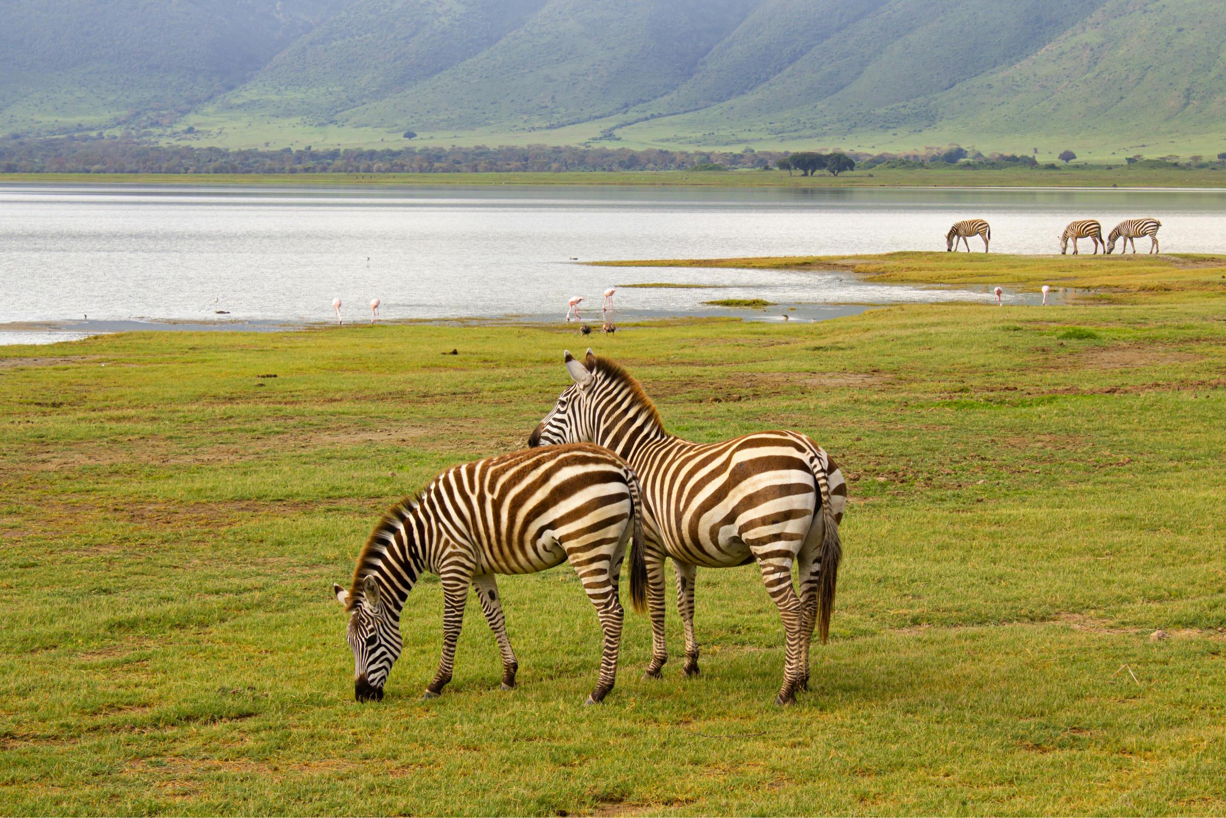 Planning a Safari in August? Here’s Where to Go – 7 Best Destinations for 2026, 2027 & 2028