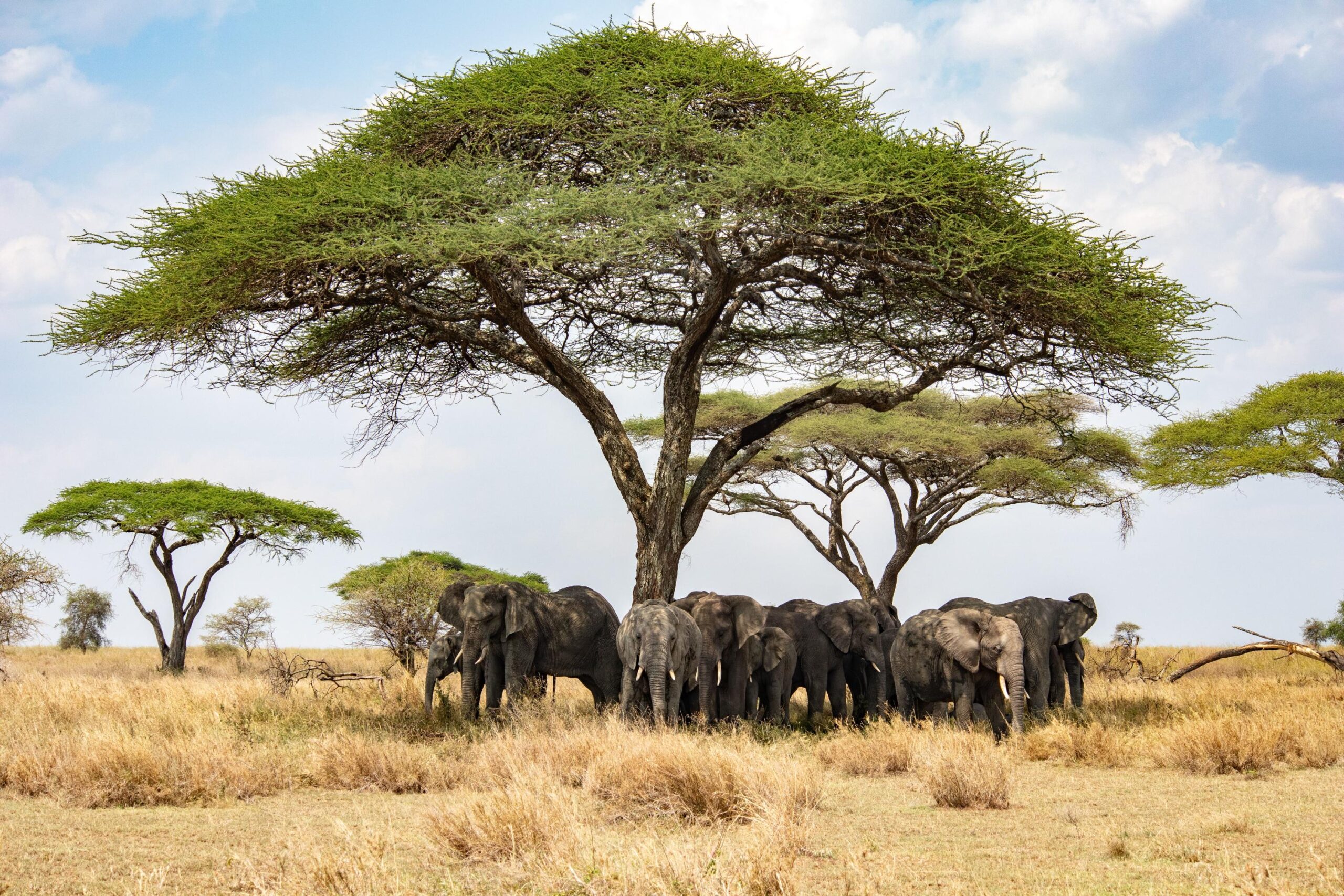 Top Tips for a Sustainable African Safari 2026, 2027 & 2028 – 15 Powerful Ways to Travel Responsibly