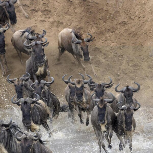 Serengeti Safari Itineraries | Budget, Midrange & Luxury 2026, 2027 & 2028