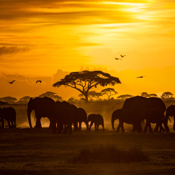Serengeti Safari Itineraries | Budget, Midrange & Luxury 2026, 2027 & 2028