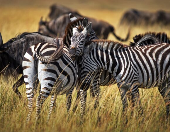 Serengeti Safari Itineraries | Budget, Midrange & Luxury 2026, 2027 & 2028