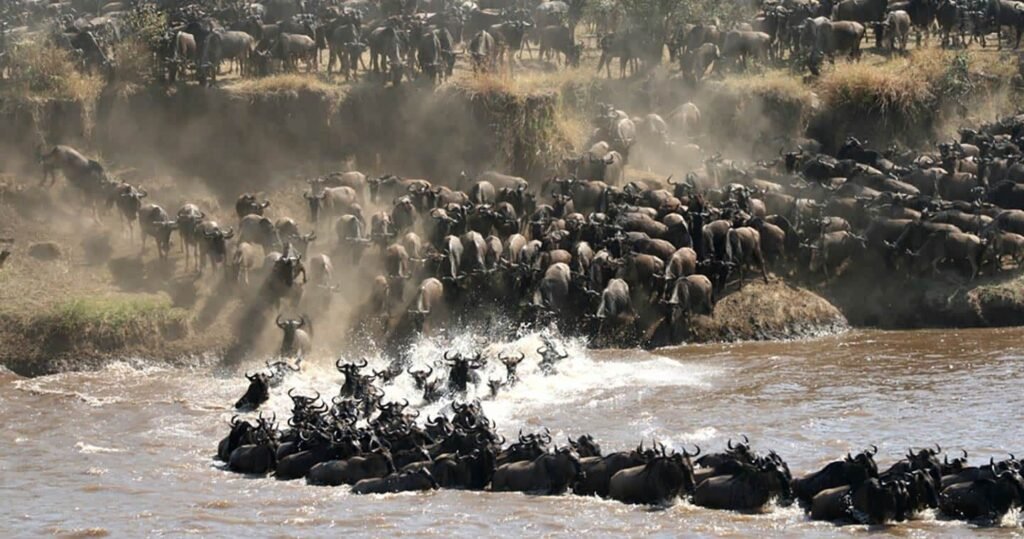 5 days—Serengeti Migration in June 2026, 2027 & 2028