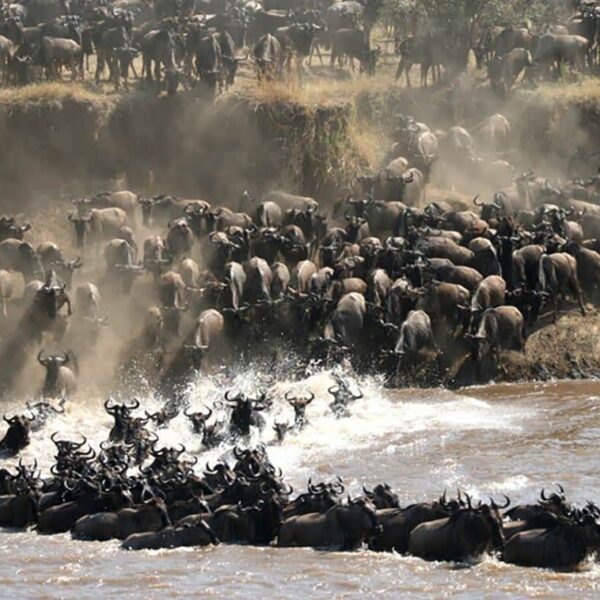 5 days—Serengeti Migration in June 2026, 2027 & 2028