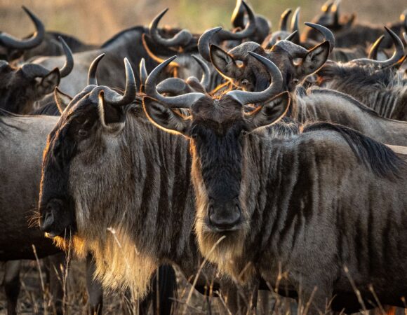 6 Days North Serengeti Migration and Ngorongoro Crater 2026, 2027 & 2028 – A Powerful Safari Experience You Cannot Miss