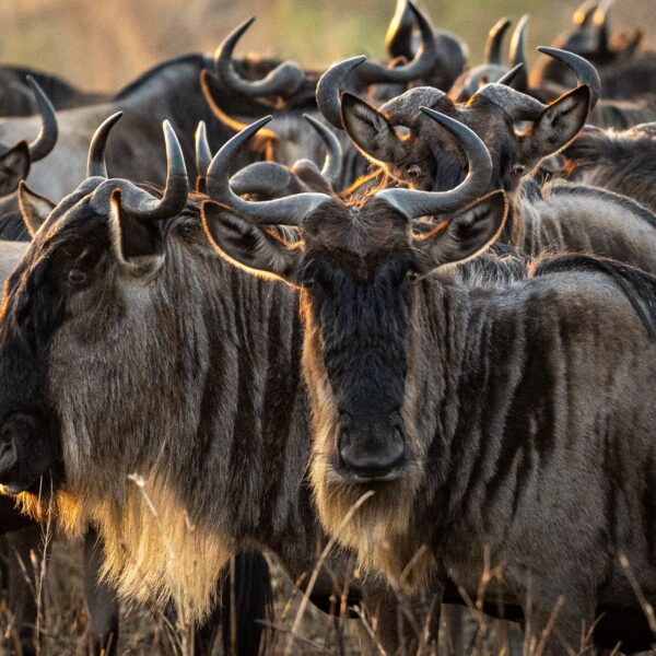 6 Days North Serengeti Migration and Ngorongoro Crater 2026, 2027 & 2028 – A Powerful Safari Experience You Cannot Miss