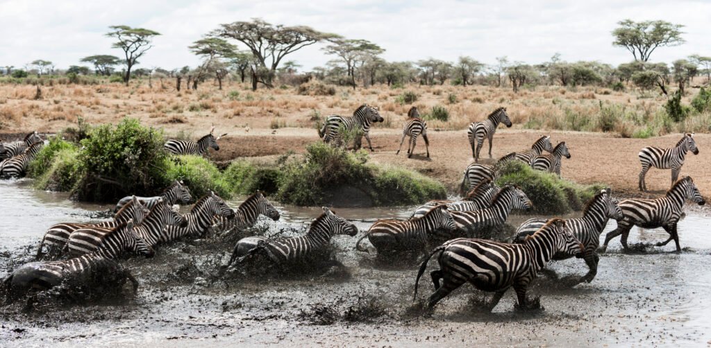 6 Days North Serengeti Migration and Ngorongoro Crater 2026, 2027 & 2028 – A Powerful Safari Experience You Cannot Miss