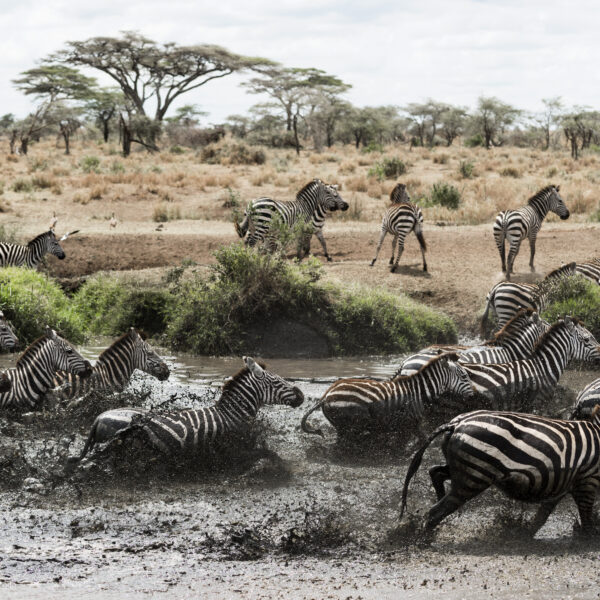 6 Days North Serengeti Migration and Ngorongoro Crater 2026, 2027 & 2028 – A Powerful Safari Experience You Cannot Miss
