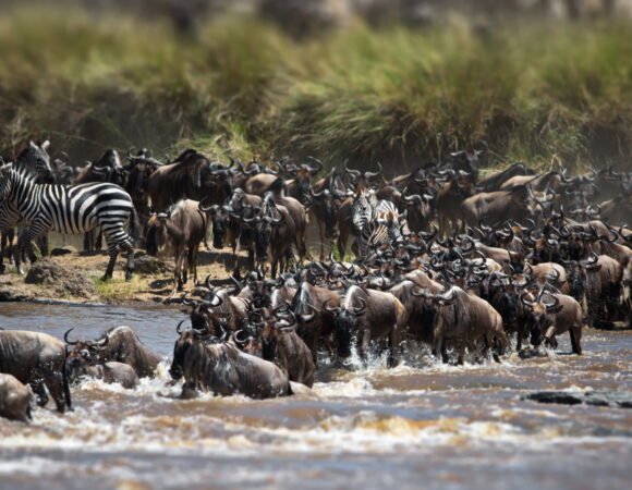 Wildebeest Migration in 2027: Best Time, Places and Safari Planning Guide