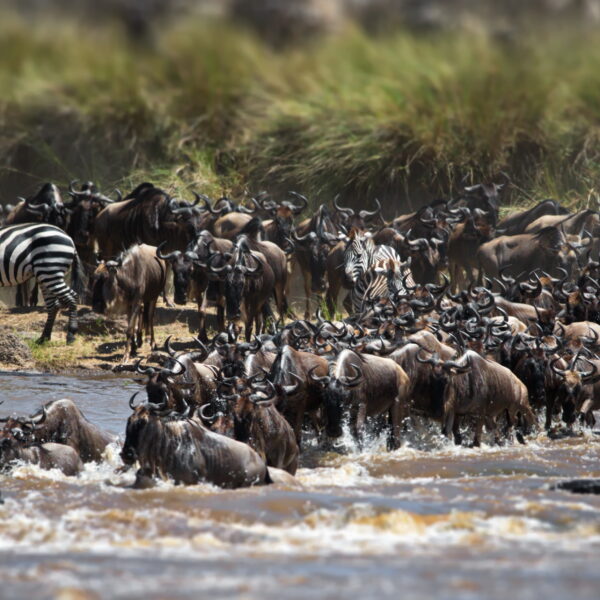 6 Days North Serengeti Migration and Ngorongoro Crater 2026, 2027 & 2028 – A Powerful Safari Experience You Cannot Miss
