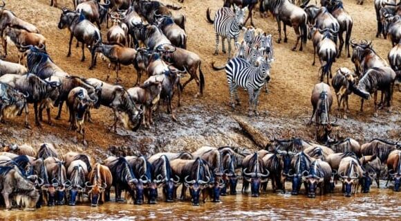5 days—Serengeti Migration in June 2026, 2027 & 2028