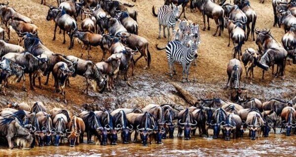 5 days—Serengeti Migration in June 2026, 2027 & 2028