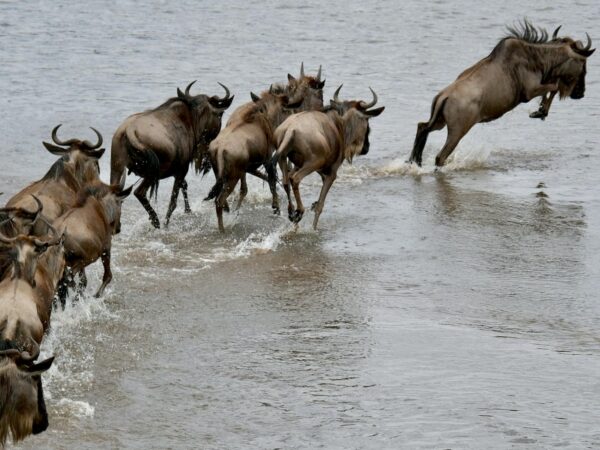 5 days—Serengeti Migration in June 2026, 2027 & 2028