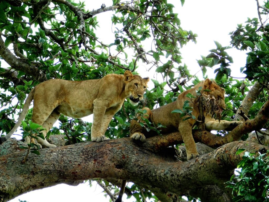 Lake Manyara National Park