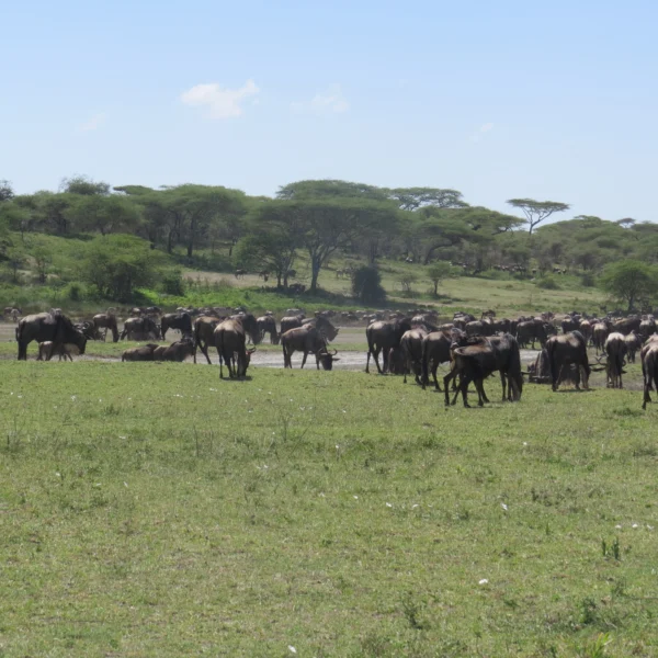 6 Day Serengeti-Ndutu Calving Season Safari