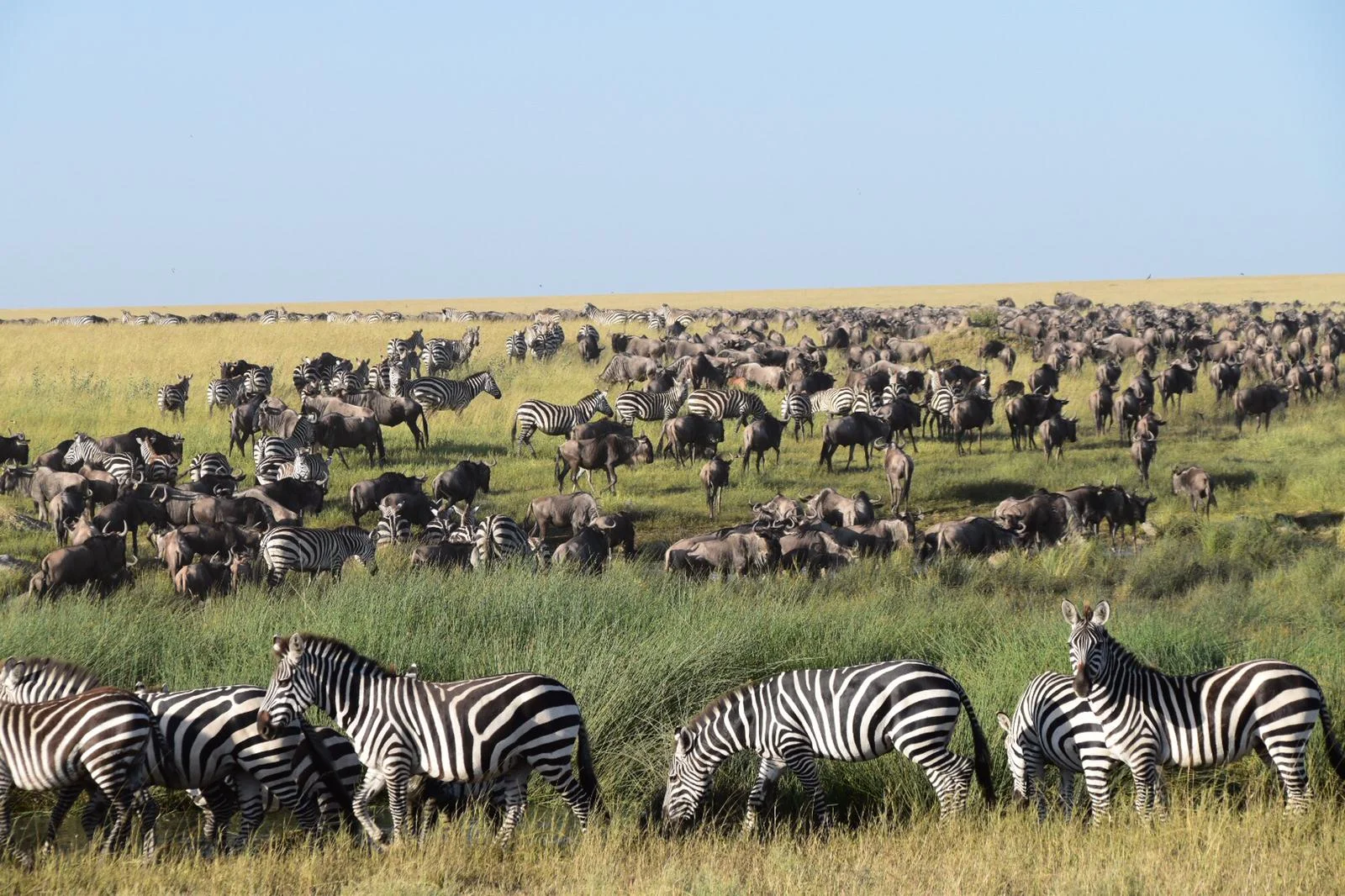 The Serengeti Calving Season