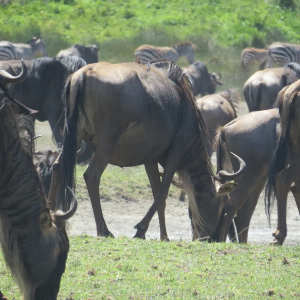 6 Day Serengeti-Ndutu Calving Season Safari 2026, 2027 & 2028 – Witness the Great Migration Birth