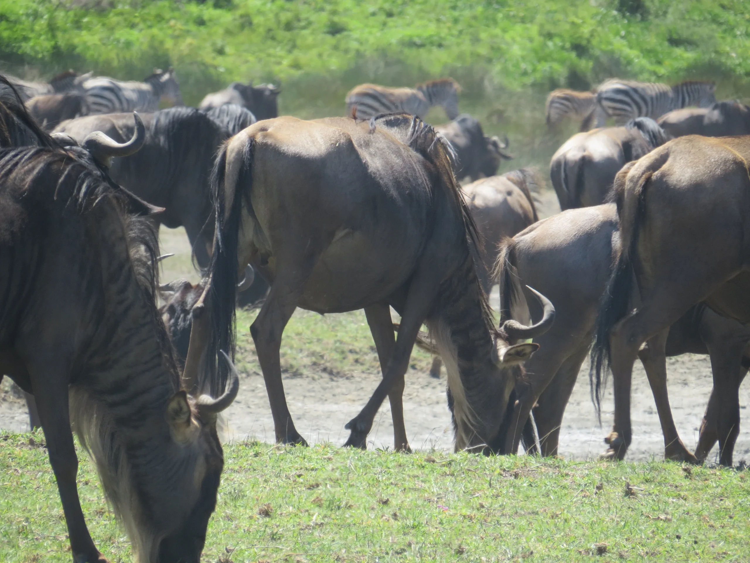 6 Day Serengeti-Ndutu Calving Season Safari 2026, 2027 & 2028