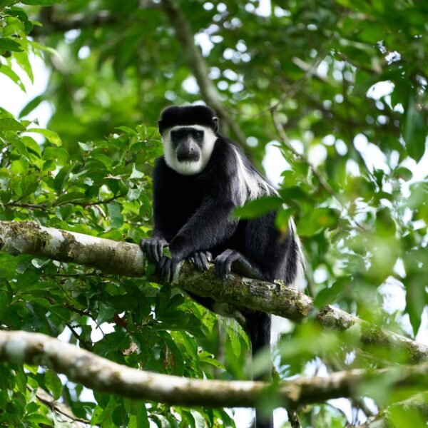 black and white colobus monkey, found at Arusha Nationa Park